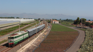 E646 196 Carrubba