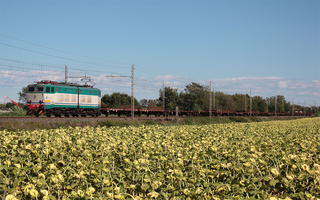 E655 200 Migliarino Pisano